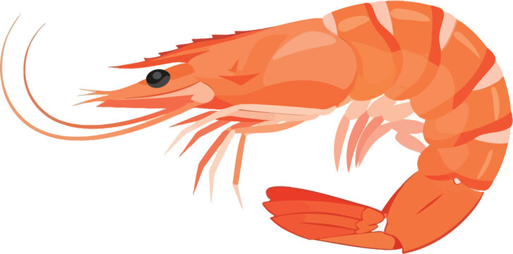 Illustration of a cooked shrimp with curled body and long antennae on a white background