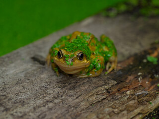 frog in a garden pond