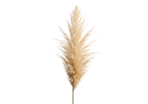A tall, fluffy pampas grass plume with delicate feathers isolated on white isolated on transparent background