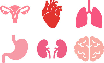 Human Internal Organs Collection, Medical Anatomy and Healthcare Educational Set