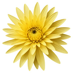 Yellow Flower Bloom