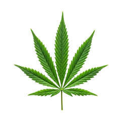 A vibrant green cannabis leaf with seven pointed leaflets and intricate venation, presented as a full object on a clean white background with ample copy space, studio shot, concept of natural
