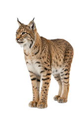 Eurasian lynx, adult, with spotted brown and tan fur, prominent black ear tufts, and a short black-tipped tail, stands alertly, gaze right, on a plain white, seamless studio background, isolated,