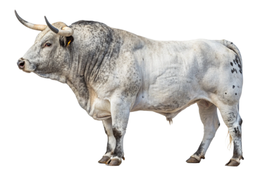 Dappled White Spanish Bull Isolated on White – Ultra High-Resolution