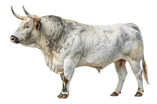 Dappled White Spanish Bull Isolated on White – Ultra High-Resolution