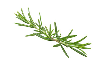Fototapeta premium A single, vibrant green rosemary sprig with detailed aromatic leaves and slender stem, meticulously isolated against a brilliant white background, perfectly lit, high-end product photography concept