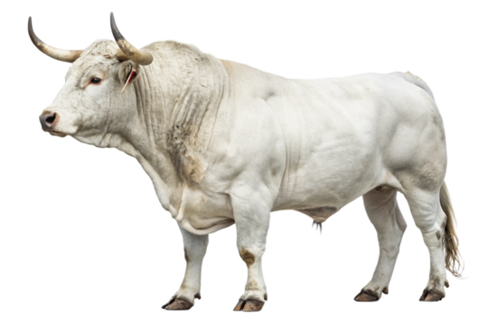 Majestic White Spanish Bull Isolated on Pure White – Ultra High-Resolution