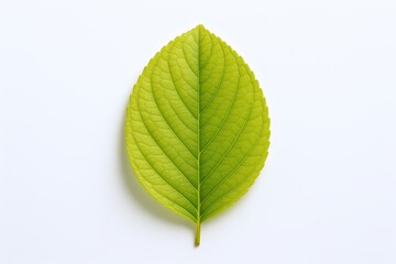 Fototapeta premium Fresh green leaf with detailed veins on white background for botanical and nature themes.