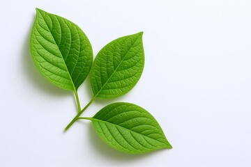 Obraz premium Close-up of fresh vibrant green plant leaves with detailed vein structure on white background.