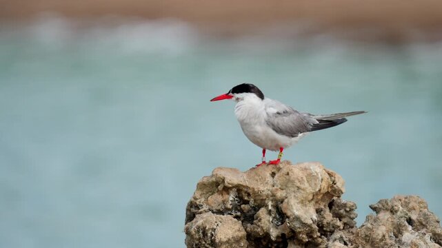 Common tern (Sterna hirundo) standing on a rock, it preens its feathers.
