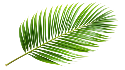 A lush green vine with hanging branches and leaves, isolated on a transparent background