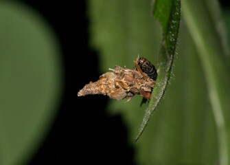 Bagworm caterpillar in cocoon Thyridopteryx ephemeraeformis insect nature Springtime pest control.
