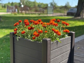 beautiful blooming marigolds in a pot on a summer day. High quality photo