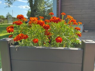 beautiful blooming marigolds in a pot on a summer day. High quality photo