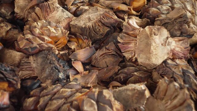 SLOW MOTION ZOOM OUT SHOT OF ESPADIN AGAVE AT A DISTILLERY IN OAXACA, MEXICO