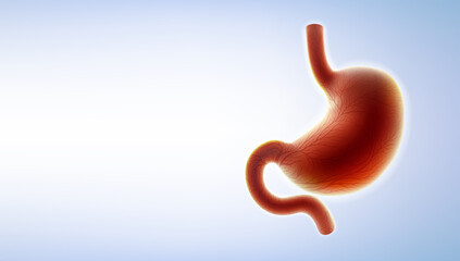3D illustration of human stomach showing capillaries covering the stomach on a light background. Used in medicine, education, advertising and industry.