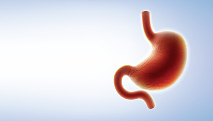 3D illustration of human stomach showing capillaries covering the stomach on a light background. Used in medicine, education, advertising and industry.