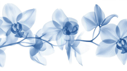 Fototapeta premium Xray transparent isolated branch PNG. Floral leaves and stem. Vintage watercolor design for wedding cards, invitations. Spring or summer close-up photo. Elegant minimalist radiography