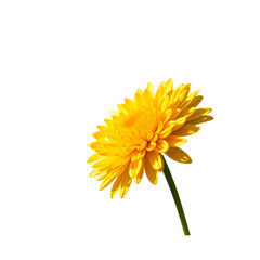 Naklejka premium Yellow Chrysanthemum Flower Close Up Studio Shot