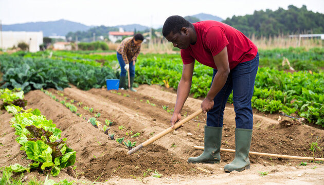Farmer preparing soil for planting, using hoe in vegetable field