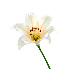 Obraz premium White Lily Flower Close Up Elegant Floral Beauty Nature Stock Photo