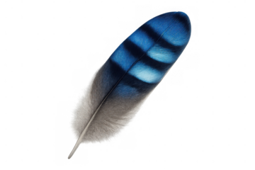 Close-up blue jay feather revealing iridescent azure coloration, fine structural details highlighting delicate plumage texture against clean transparent backdrop