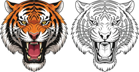 Fierce tiger head with orange stripes, sharp teeth, roaring, and a line art version, showcasing the majestic predator in vibrant color.