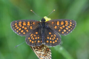 Closeup on a colorful orange European Heath Fritillary butterfly, Melitaea athalia with spread wings