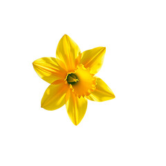 Yellow Daffodil Flower Illustration Spring Bloom Floral Design