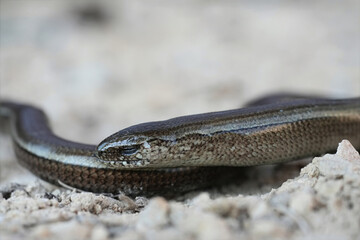 Closeup on a European Eastern Slowworm, Anguis colchica from North Bulgaria