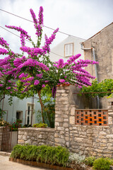A lush and vibrant bougainvillea plant in full bloom arches over a rustic stone wall in a Mediterranean village
