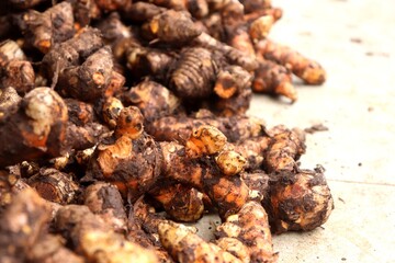 Fresh unpeeled turmeric rhizomes. Turmeric is an Asian spice that can give dishes an orange or yellow color.