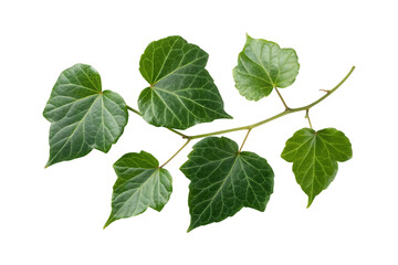 Obraz premium Green ivy leaves on transparent background plant nature