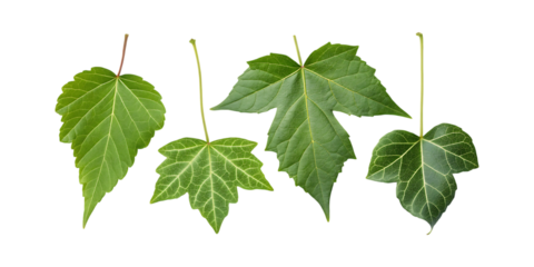 Green leaf collection from javanese tree leaves plant