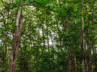 Into the forest. tree background, Nature composition tree trunk to green leaves of tree in forest with sun light. Fresh environment in green woods. Forest tree on sunny day.
