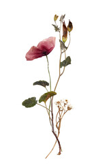 Herbarium Style Pressed Floral Composition on Transparent Background