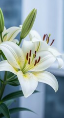 Elegant White Lily in Bloom with Bud