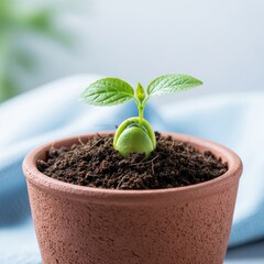 Young Sprout Emerges from Soil in Terracotta Pot