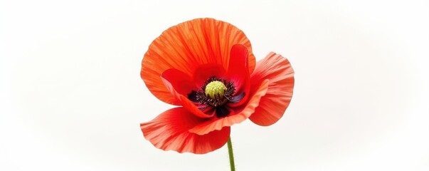 Obraz premium Vibrant red poppy, bud, seed head Isolated white background , opium poppy, vivid