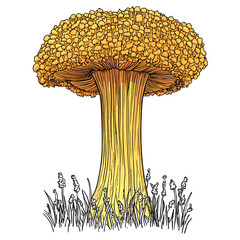 Amorphophallus beccari 