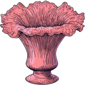 Amorphophallus beccari on white background 
