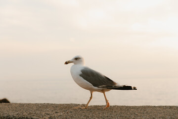 Seagull walking on a wall by the sea at sunset