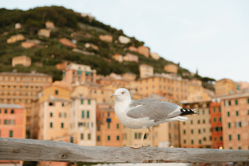Seagull standing on wooden railing with colorful houses in camogli, italy, in background