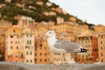 Seagull standing on wooden rail with colorful italian village in background