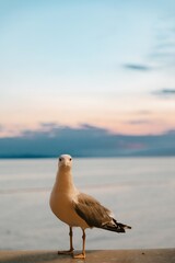 Seagull standing on wall with ocean and sunset sky in background