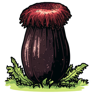 Amorphophallus beccari 