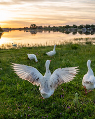 Ideal for Nature Photography, Wildlife Conservation, or Tranquil Outdoor Advertisements.