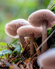 Ideal for Botanical Guides, Fantasy Art Inspiration, or Environmental Awareness Content.