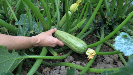 hand holding cucumber, una mano che raccoglie la zucchina 