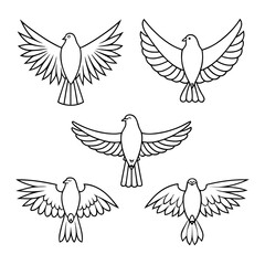 Obraz premium Five flying doves with outstretched wings bird